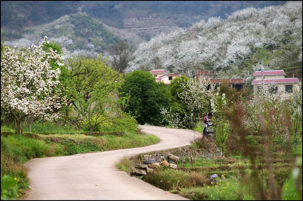 【春天，广西桂林灌阳县向您发出邀请！】我们在灌阳看梨花 - 游山玩水 - 郴州生活社区 - 郴州28生活网 chenzhou.28life.com