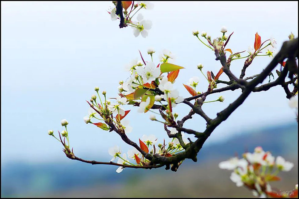 【春天，广西桂林灌阳县向您发出邀请！】我们在灌阳看梨花 - 游山玩水 - 郴州生活社区 - 郴州28生活网 chenzhou.28life.com