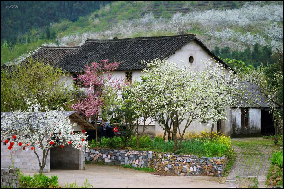 【春天，广西桂林灌阳县向您发出邀请！】我们在灌阳看梨花 - 游山玩水 - 郴州生活社区 - 郴州28生活网 chenzhou.28life.com