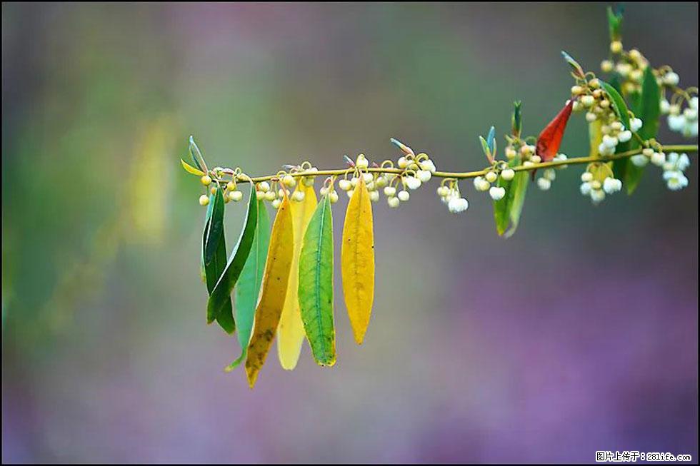 【春天,广西桂林灌阳县向您发出邀请!】米珠山前有片山苍子花在飘香 - 游山玩水 - 郴州生活社区 - 郴州28生活网 chenzhou.28life.com