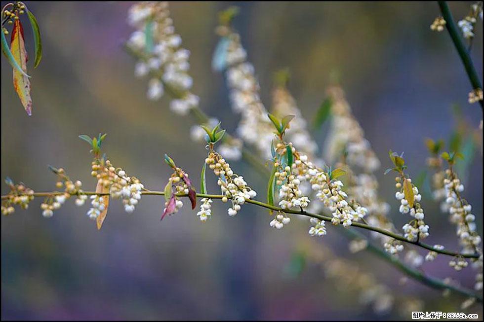 【春天,广西桂林灌阳县向您发出邀请!】米珠山前有片山苍子花在飘香 - 游山玩水 - 郴州生活社区 - 郴州28生活网 chenzhou.28life.com