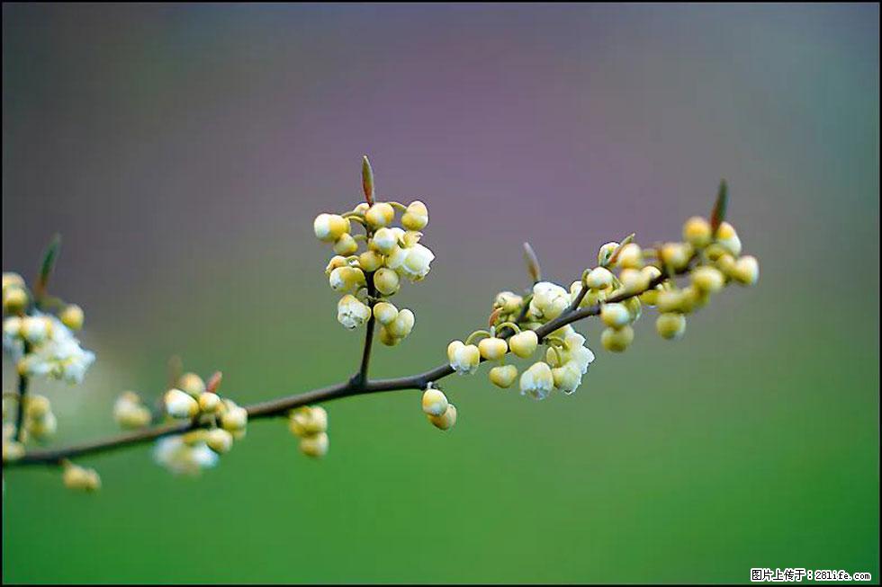 【春天,广西桂林灌阳县向您发出邀请!】米珠山前有片山苍子花在飘香 - 游山玩水 - 郴州生活社区 - 郴州28生活网 chenzhou.28life.com