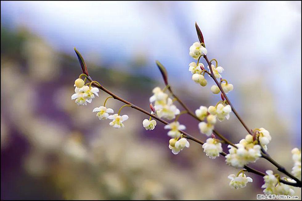 【春天,广西桂林灌阳县向您发出邀请!】米珠山前有片山苍子花在飘香 - 游山玩水 - 郴州生活社区 - 郴州28生活网 chenzhou.28life.com