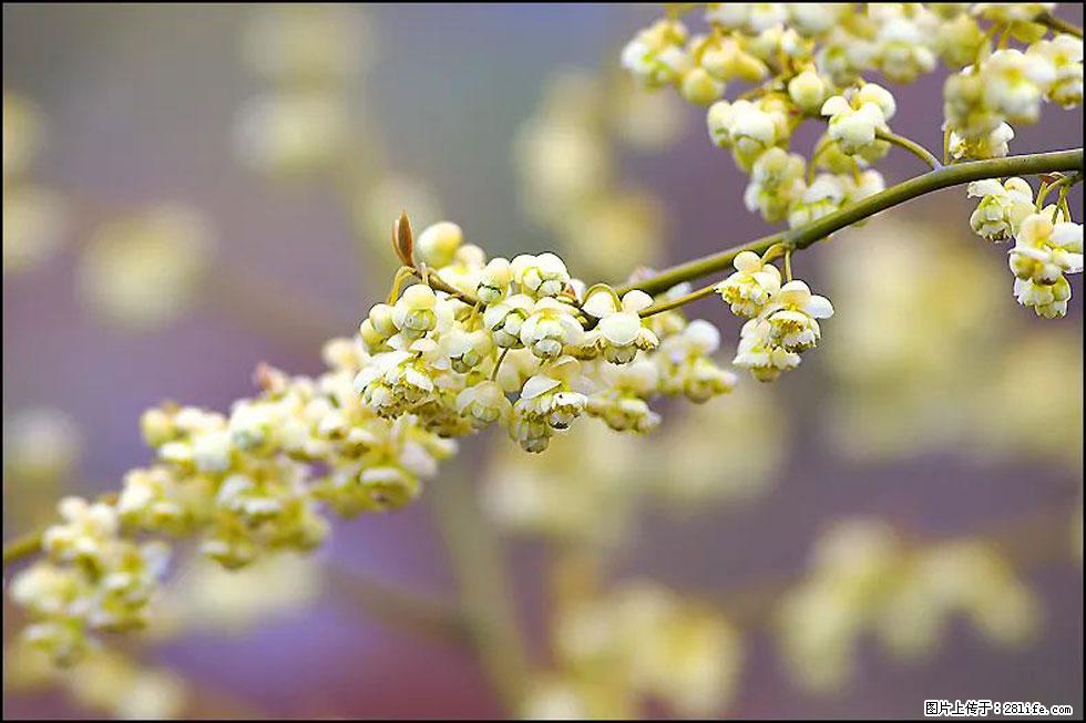 【春天,广西桂林灌阳县向您发出邀请!】米珠山前有片山苍子花在飘香 - 游山玩水 - 郴州生活社区 - 郴州28生活网 chenzhou.28life.com