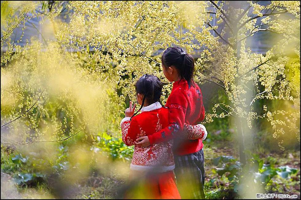 【春天,广西桂林灌阳县向您发出邀请!】米珠山前有片山苍子花在飘香 - 游山玩水 - 郴州生活社区 - 郴州28生活网 chenzhou.28life.com