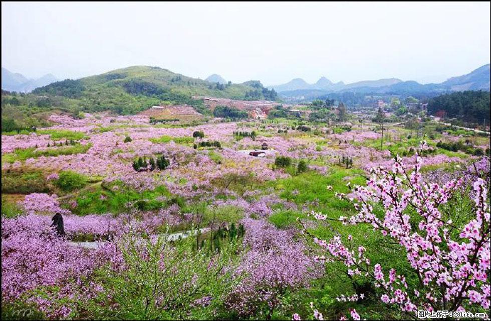 【春天，广西桂林灌阳县向您发出邀请！】官庄村有个醉美的桃花园 - 游山玩水 - 郴州生活社区 - 郴州28生活网 chenzhou.28life.com