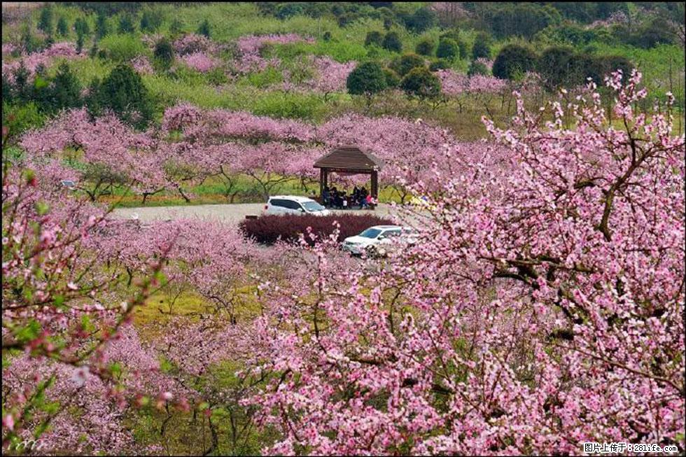 【春天，广西桂林灌阳县向您发出邀请！】官庄村有个醉美的桃花园 - 游山玩水 - 郴州生活社区 - 郴州28生活网 chenzhou.28life.com
