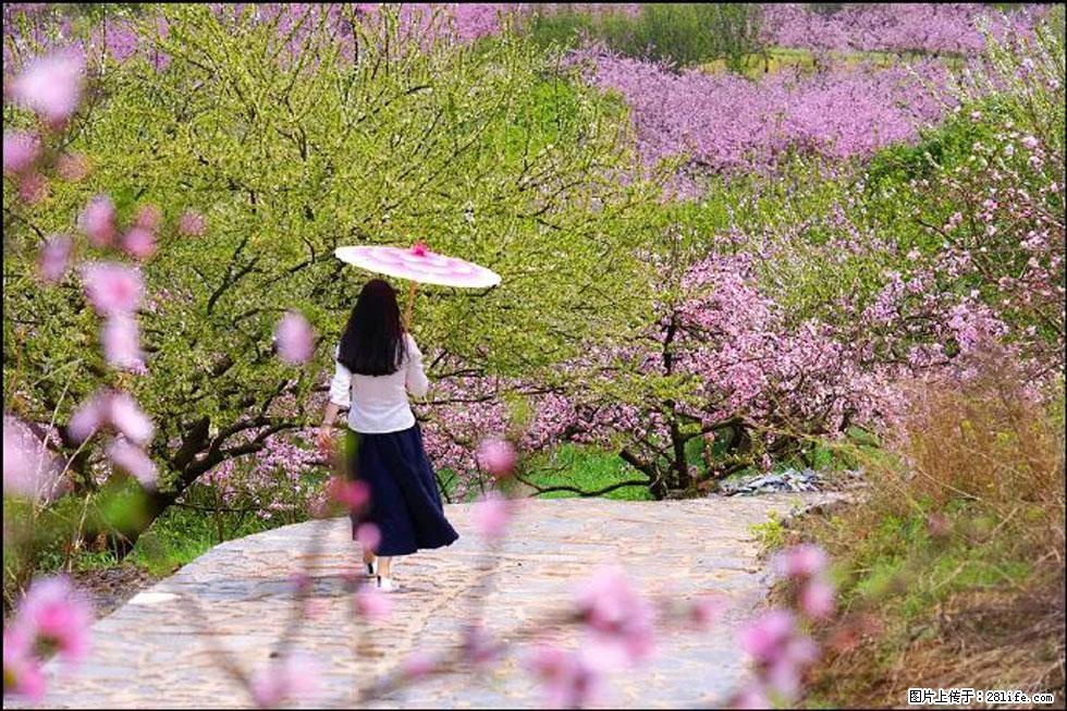 【春天，广西桂林灌阳县向您发出邀请！】官庄村有个醉美的桃花园 - 游山玩水 - 郴州生活社区 - 郴州28生活网 chenzhou.28life.com