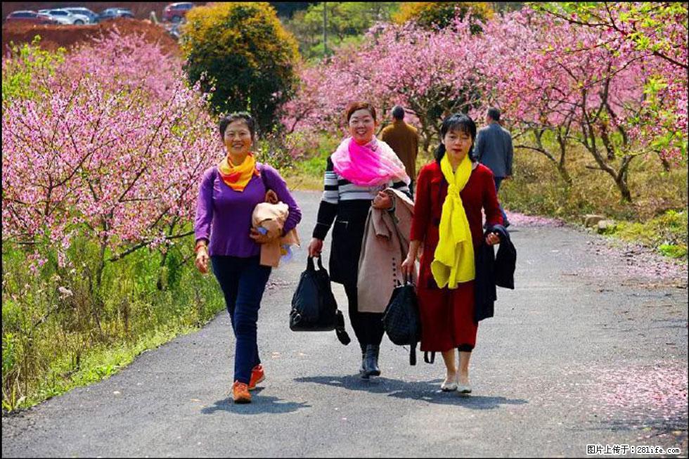 【春天，广西桂林灌阳县向您发出邀请！】官庄村有个醉美的桃花园 - 游山玩水 - 郴州生活社区 - 郴州28生活网 chenzhou.28life.com
