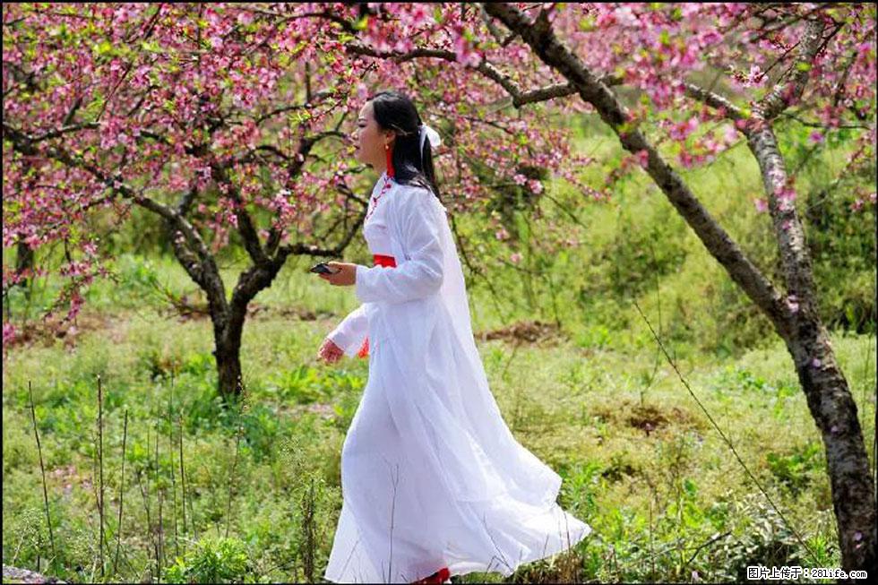 【春天，广西桂林灌阳县向您发出邀请！】官庄村有个醉美的桃花园 - 游山玩水 - 郴州生活社区 - 郴州28生活网 chenzhou.28life.com