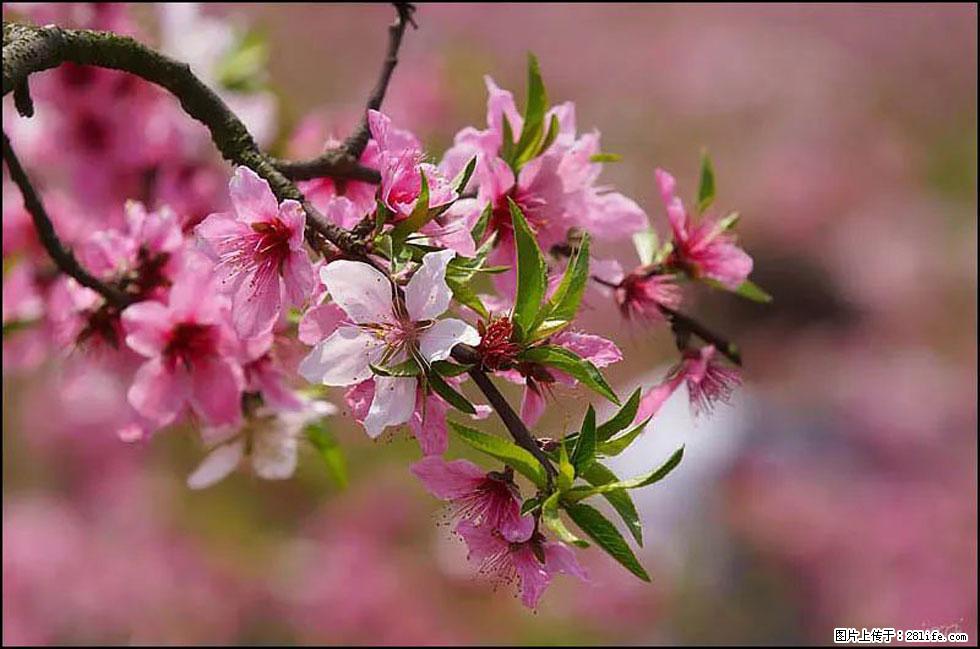 【春天，广西桂林灌阳县向您发出邀请！】官庄村有个醉美的桃花园 - 游山玩水 - 郴州生活社区 - 郴州28生活网 chenzhou.28life.com