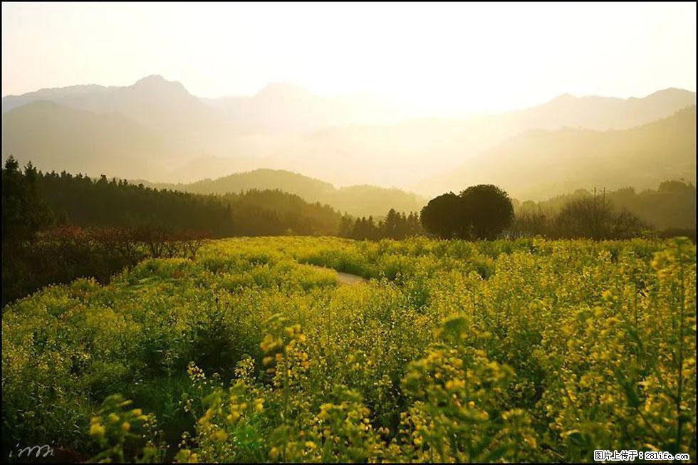 【春天，广西桂林灌阳县向您发出邀请！】长坪村油菜盛情花开 - 游山玩水 - 郴州生活社区 - 郴州28生活网 chenzhou.28life.com