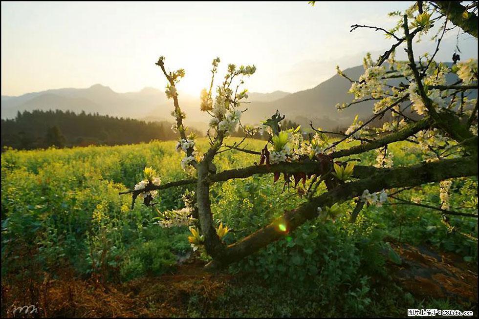 【春天，广西桂林灌阳县向您发出邀请！】长坪村油菜盛情花开 - 游山玩水 - 郴州生活社区 - 郴州28生活网 chenzhou.28life.com