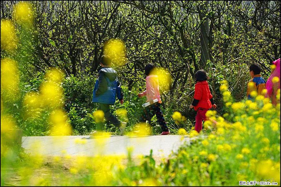 【春天，广西桂林灌阳县向您发出邀请！】长坪村油菜盛情花开 - 游山玩水 - 郴州生活社区 - 郴州28生活网 chenzhou.28life.com