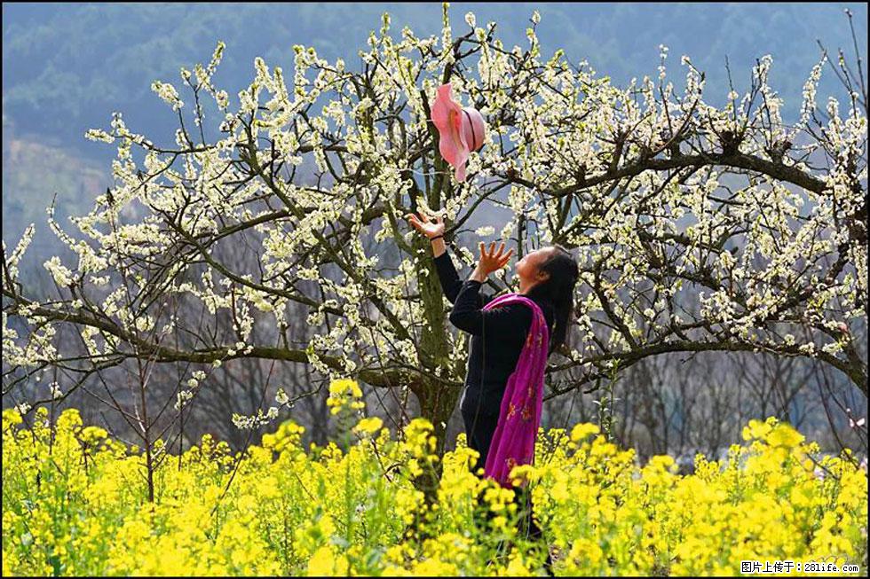 【春天，广西桂林灌阳县向您发出邀请！】长坪村油菜盛情花开 - 游山玩水 - 郴州生活社区 - 郴州28生活网 chenzhou.28life.com