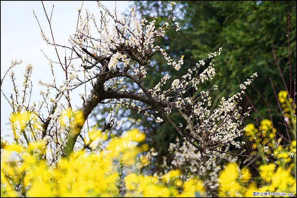 【春天，广西桂林灌阳县向您发出邀请！】长坪村油菜盛情花开 - 游山玩水 - 郴州生活社区 - 郴州28生活网 chenzhou.28life.com