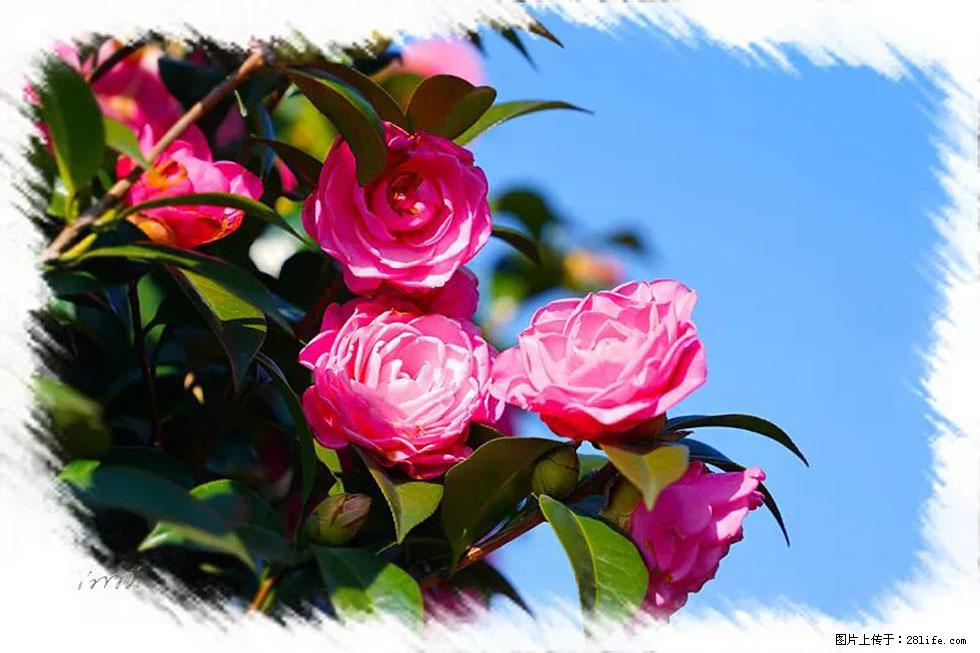 【春天，广西桂林灌阳县向您发出邀请！】杨柳井茶花惹人爱 - 游山玩水 - 郴州生活社区 - 郴州28生活网 chenzhou.28life.com