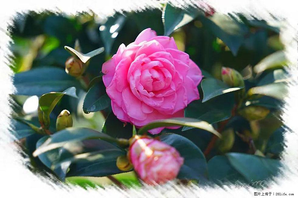 【春天，广西桂林灌阳县向您发出邀请！】杨柳井茶花惹人爱 - 游山玩水 - 郴州生活社区 - 郴州28生活网 chenzhou.28life.com