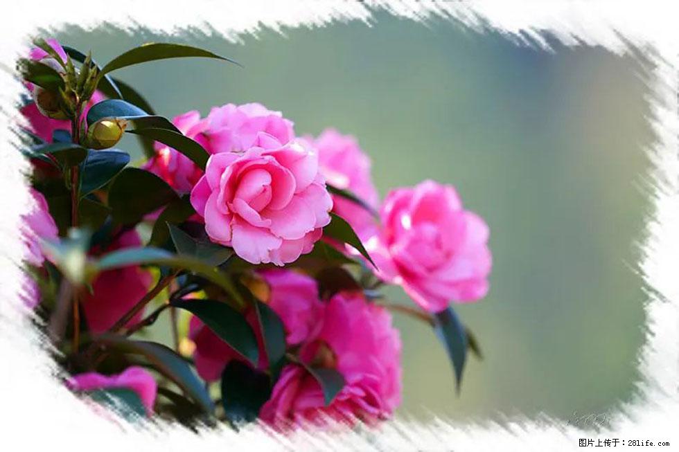 【春天，广西桂林灌阳县向您发出邀请！】杨柳井茶花惹人爱 - 游山玩水 - 郴州生活社区 - 郴州28生活网 chenzhou.28life.com