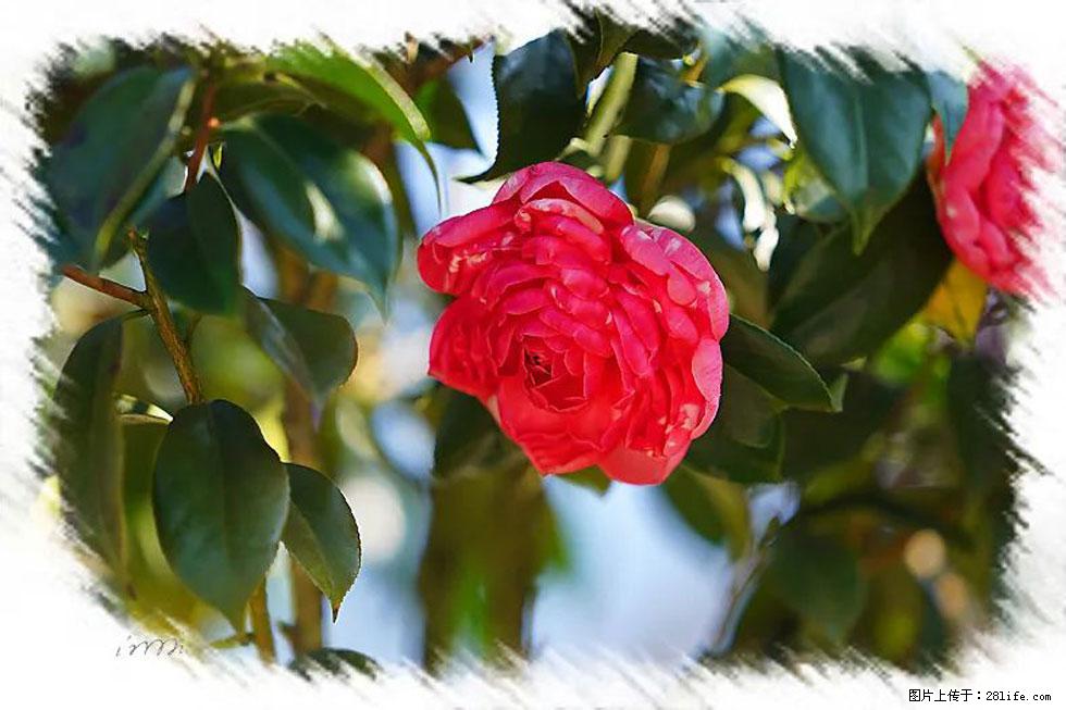 【春天，广西桂林灌阳县向您发出邀请！】杨柳井茶花惹人爱 - 游山玩水 - 郴州生活社区 - 郴州28生活网 chenzhou.28life.com