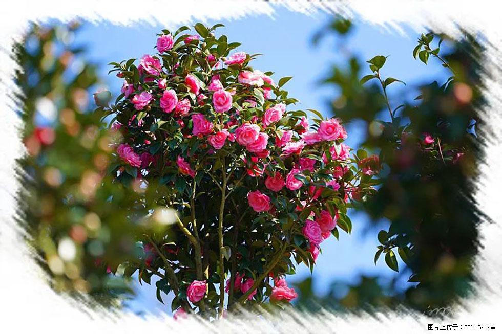 【春天，广西桂林灌阳县向您发出邀请！】杨柳井茶花惹人爱 - 游山玩水 - 郴州生活社区 - 郴州28生活网 chenzhou.28life.com