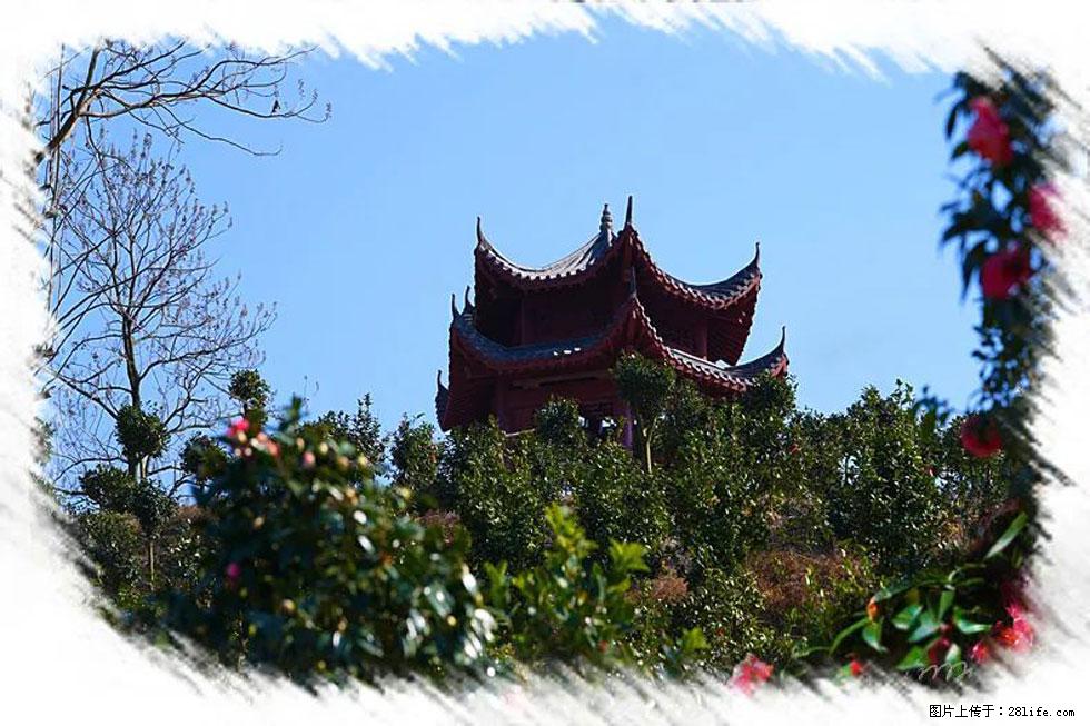 【春天，广西桂林灌阳县向您发出邀请！】杨柳井茶花惹人爱 - 游山玩水 - 郴州生活社区 - 郴州28生活网 chenzhou.28life.com