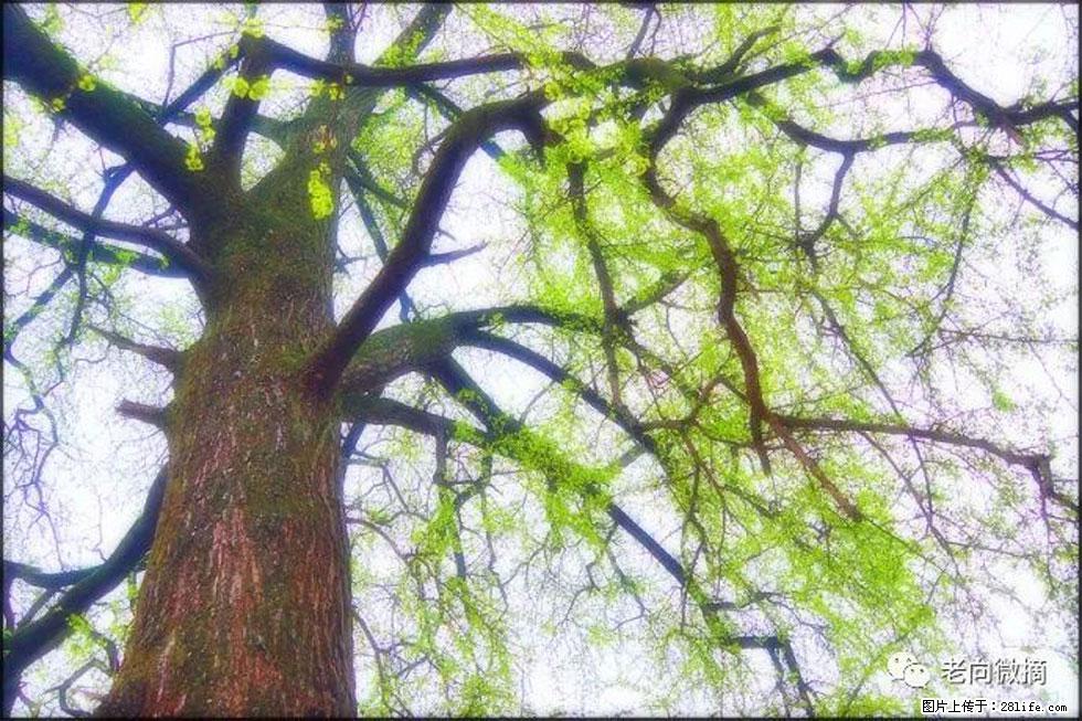 【春天,广西桂林灌阳县向您发出邀请!】在小龙村与春天约会 - 游山玩水 - 郴州生活社区 - 郴州28生活网 chenzhou.28life.com