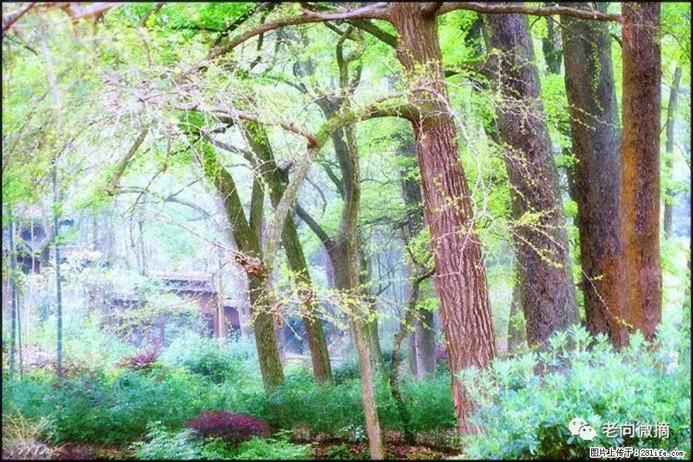 【春天，广西桂林灌阳县向您发出邀请！】在小龙村与春天约会 - 游山玩水 - 郴州生活社区 - 郴州28生活网 chenzhou.28life.com