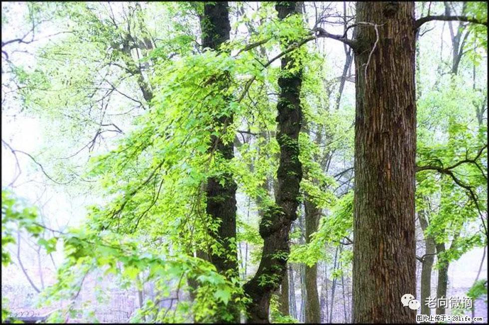 【春天，广西桂林灌阳县向您发出邀请！】在小龙村与春天约会 - 游山玩水 - 郴州生活社区 - 郴州28生活网 chenzhou.28life.com