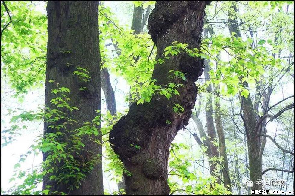 【春天,广西桂林灌阳县向您发出邀请!】在小龙村与春天约会 - 游山玩水 - 郴州生活社区 - 郴州28生活网 chenzhou.28life.com