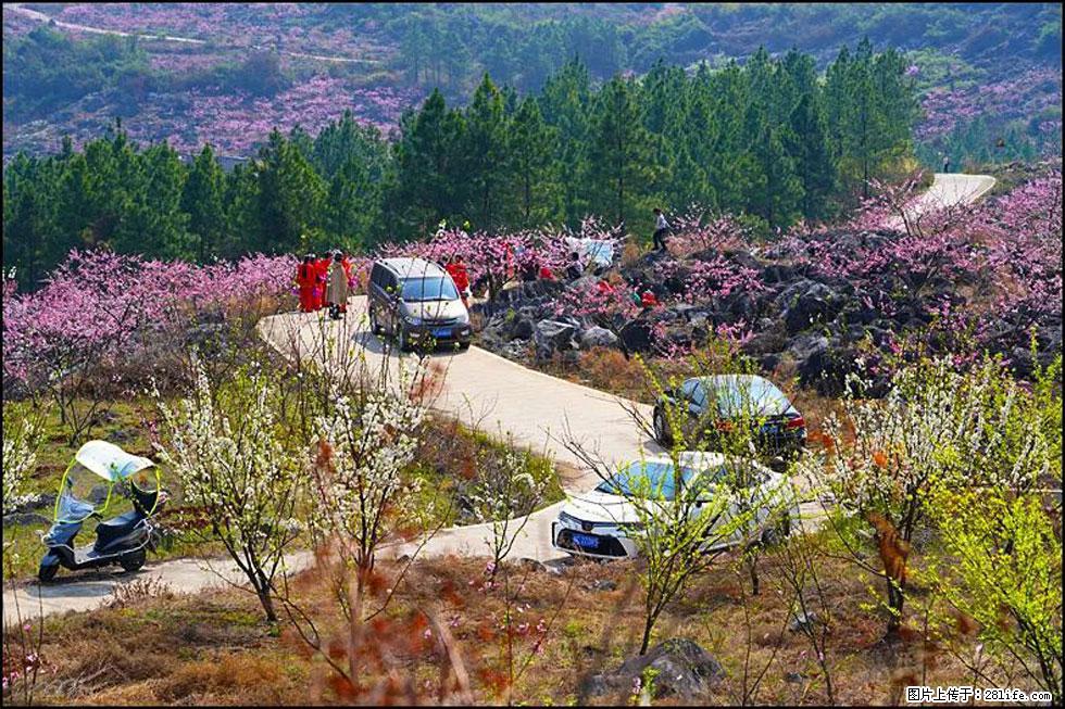 【春天，广西桂林灌阳县向您发出邀请！】望月岭上桃花开 - 游山玩水 - 郴州生活社区 - 郴州28生活网 chenzhou.28life.com