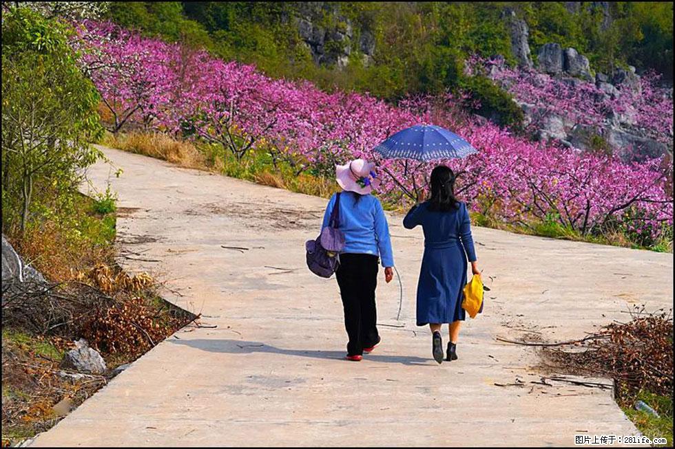 【春天,广西桂林灌阳县向您发出邀请!】望月岭上桃花开 - 游山玩水 - 郴州生活社区 - 郴州28生活网 chenzhou.28life.com