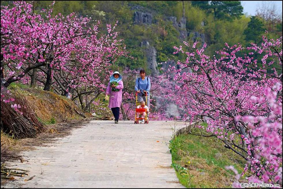 【春天，广西桂林灌阳县向您发出邀请！】望月岭上桃花开 - 游山玩水 - 郴州生活社区 - 郴州28生活网 chenzhou.28life.com