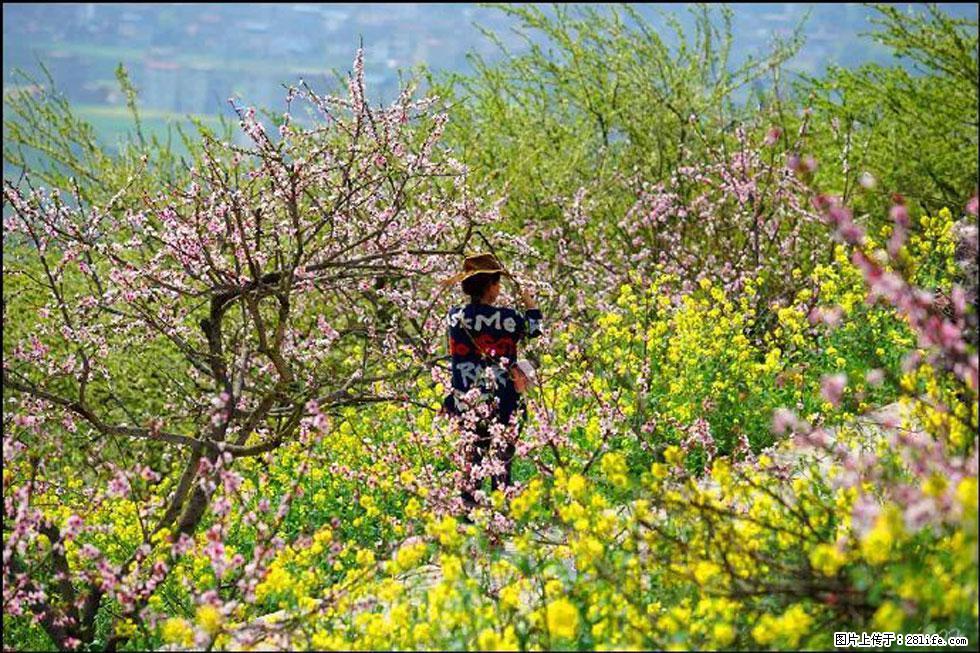 【春天,广西桂林灌阳县向您发出邀请!】望月岭上桃花开 - 游山玩水 - 郴州生活社区 - 郴州28生活网 chenzhou.28life.com