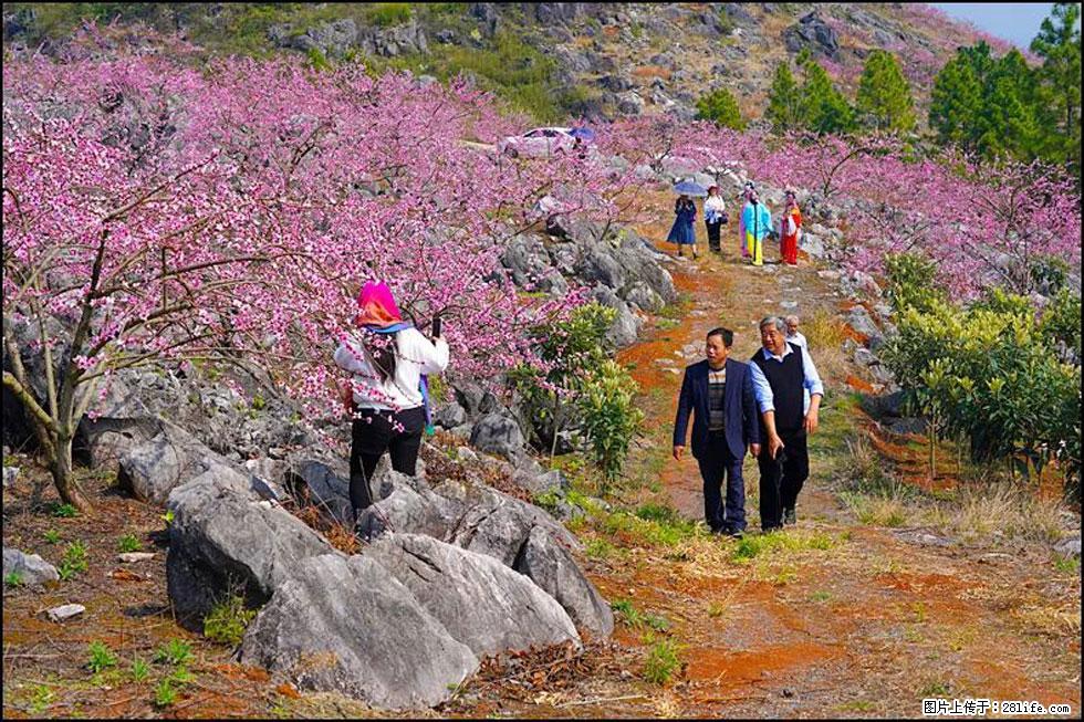 【春天,广西桂林灌阳县向您发出邀请!】望月岭上桃花开 - 游山玩水 - 郴州生活社区 - 郴州28生活网 chenzhou.28life.com