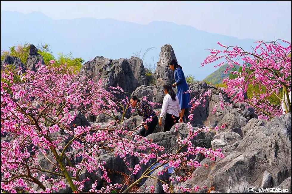 【春天，广西桂林灌阳县向您发出邀请！】望月岭上桃花开 - 游山玩水 - 郴州生活社区 - 郴州28生活网 chenzhou.28life.com