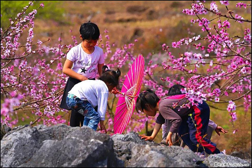 【春天，广西桂林灌阳县向您发出邀请！】望月岭上桃花开 - 游山玩水 - 郴州生活社区 - 郴州28生活网 chenzhou.28life.com