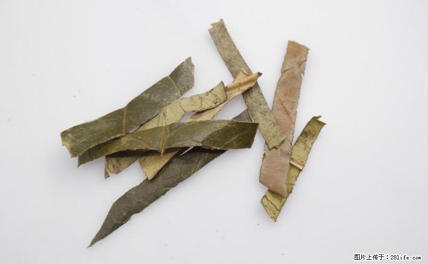 苦丁茶有哪些功效和作用 - 生活百科 - 郴州生活社区 - 郴州28生活网 chenzhou.28life.com