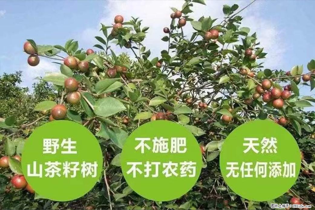 【灌阳县油茶产业示范区】一个有着充实的精神生活的人，对待身外之物自会有一种淡泊的态度 - 土特产 - 饮食特产 - 郴州分类信息 - 郴州28生活网 chenzhou.28life.com