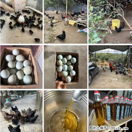 油茶园从小鸡仔开始养起的纯土鸡、土鸡蛋可以预定啦!还有前几天刚榨的纯山茶油哦 - 土特产 - 饮食特产 - 郴州分类信息 - 郴州28生活网 chenzhou.28life.com