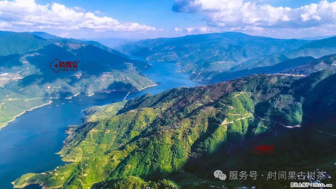 时间果百年古树龙珠普洱生茶 - 购物交流 - 郴州生活社区 - 郴州28生活网 chenzhou.28life.com