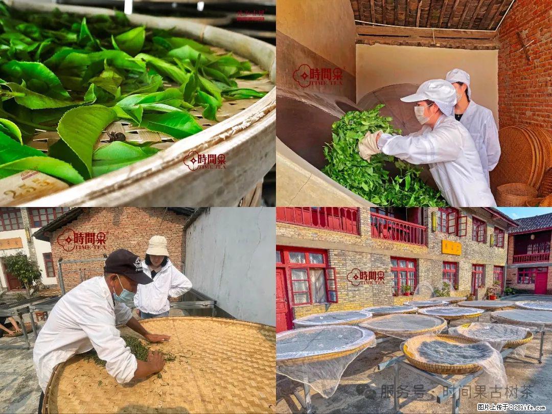 时间果百年古树龙珠普洱生茶 - 购物交流 - 郴州生活社区 - 郴州28生活网 chenzhou.28life.com