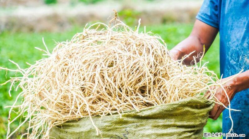 堪称“最难吃”的蔬菜,却是 “抗辐射神器”,还能护肺、清热、止咳化痰! - 郴州生活资讯 - 郴州28生活网 chenzhou.28life.com