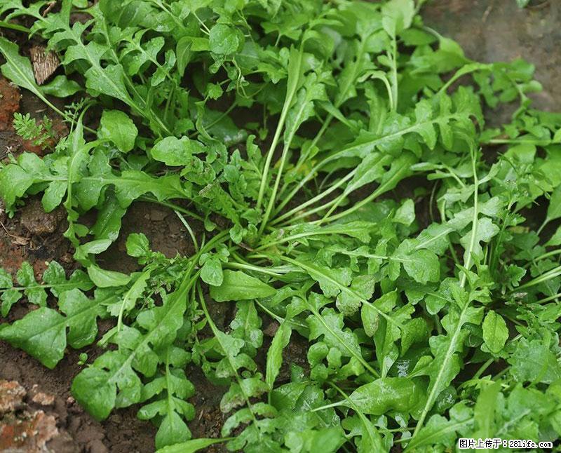 这些蔬菜是“天然钙片”，这6种被医生重点推荐 - 郴州生活资讯 - 郴州28生活网 chenzhou.28life.com