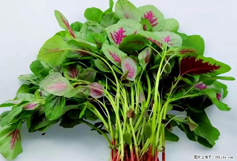 这些蔬菜是“天然钙片”，这6种被医生重点推荐 - 郴州生活资讯 - 郴州28生活网 chenzhou.28life.com